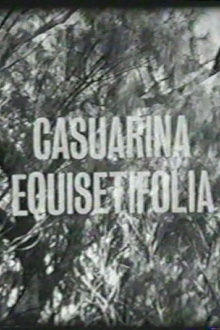 Casuarina Equisetifolia Trailer