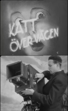 Cat Across the Road Trailer