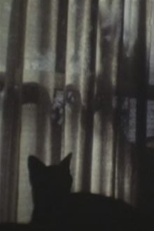 CAT ＆ CURTAIN Trailer
