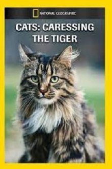 Cats: Caressing The Tiger Trailer