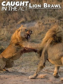 Caught in the Act: Lion Brawl Trailer