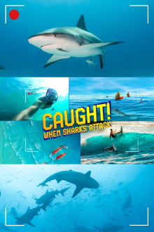 Caught! When Sharks Attack Trailer