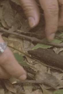 Cerca y alrededor Trailer