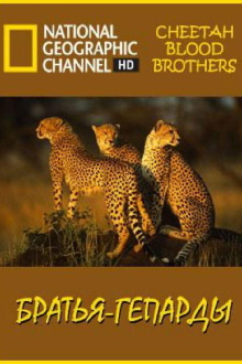 Cheetah Blood Brothers Trailer