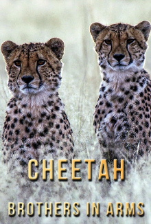 Cheetah Brothers in Arms Trailer