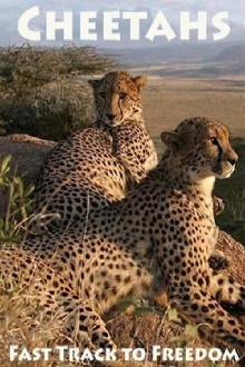 Cheetahs: Fast Track to Freedom Trailer