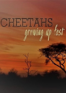Cheetahs: Growing Up Fast Trailer