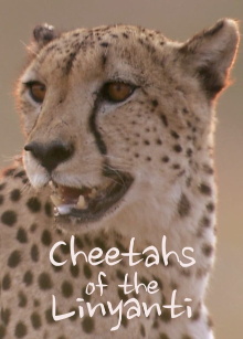Cheetahs of the Linyanti Trailer