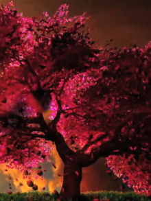 Cherry Blossom Trailer