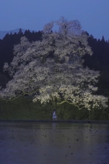 Cherry Blossom on My Palm Trailer