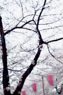 Cherry Blossoms Nakameguro Trailer