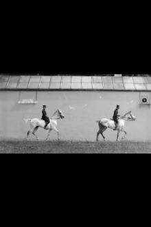 Cheval Monté, Deux Chevaux Bais Se Suivant au Pas Trailer