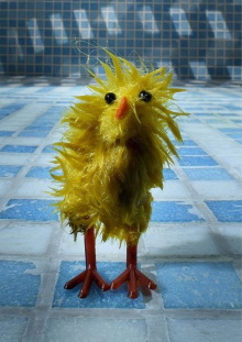 Chick Wash Trailer