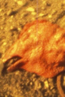 Chicken Head Trailer