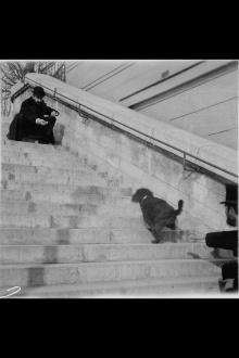 Chien, Caniche Noir Descendant et Montant Un Escalier Trailer