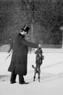 Chien Caniche Noir Sautant Trailer