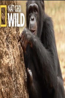 Chimp School Trailer