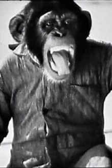 Chimp The Aviator Trailer