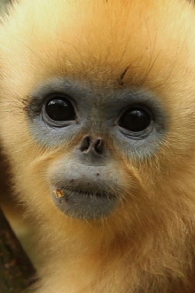 China's Golden Monkeys Trailer