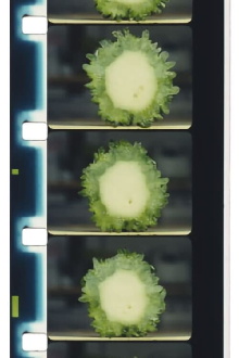 Chopping Fruits and Vegetables Trailer