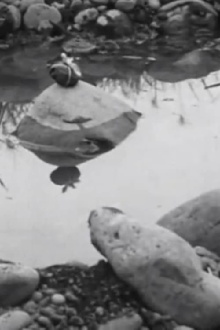 Cinema of Stuffing Trailer