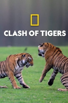 Clash of Tigers Trailer