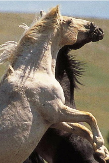 Cloud: Wild Stallion of the Rockies Trailer
