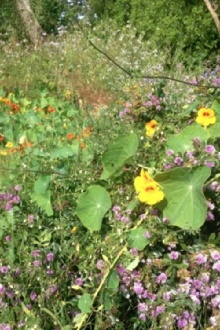 Colophon (for the Arboretum Cycle) Trailer