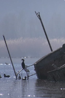 Colors of Prespa: Birds Trailer