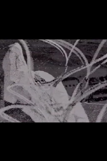 Coltello nella pancia Trailer