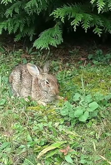 Comforting A Dying Rabbit Trailer