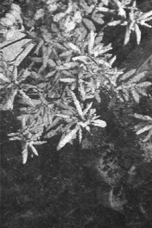 Configuration in Black and White Trailer
