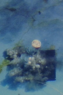 Contained Under Water Trailer