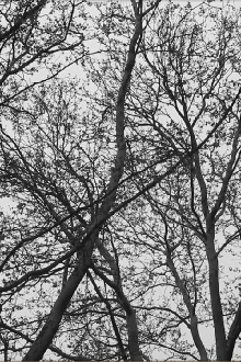 Conversations with a Koel Bird Trailer