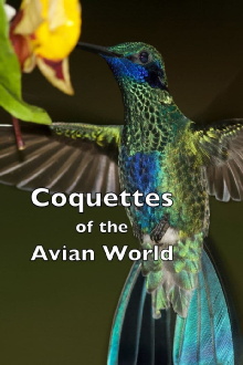 Coquettes of the Avian World Trailer