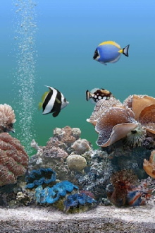 Coral Dreamscapes: An Exotic Aquarium Trailer