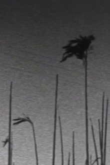 Cornish Winter Reeds and Skies Trailer
