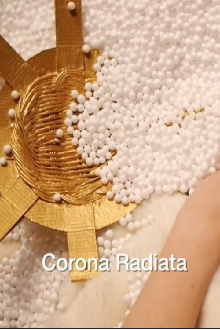 Corona Radiata Trailer