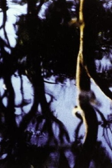 Corporeal Trailer