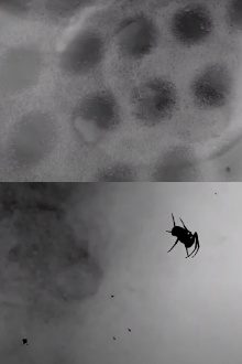 Countercurrent Trailer