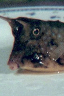 Cowfish Trailer