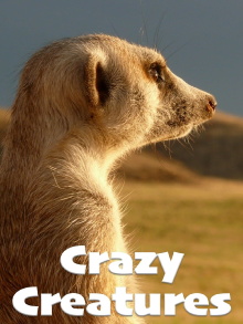 Crazy Creatures Trailer
