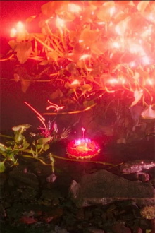Crazy Lotus Trailer