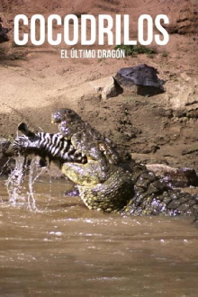 Crocodiles, the last dragon Trailer