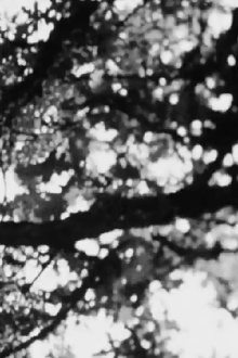 Cross Trailer