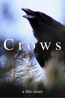 Crows - A film essay Trailer