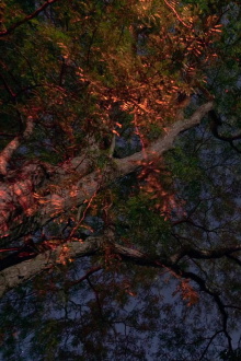 Curve the Night Sky Trailer