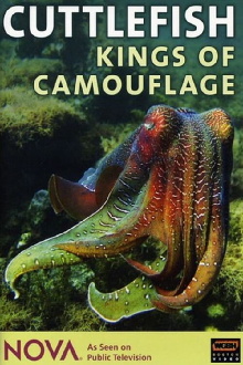 Cuttlefish: Kings of Camouflage Trailer