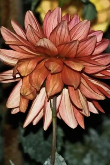 Dahlia Trailer