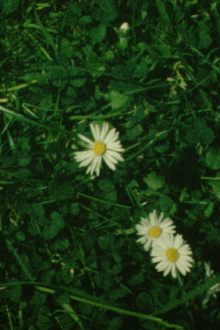 Daisies Cloud Passing Trailer